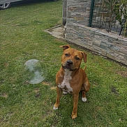 U-Gahan participe au concours pour gagner de l'argent avec cette photo : animal, attentive, brown_dog, bubble, canine, car_cover, curious, daylight, dog, garden, grass, lawn, nature, outdoor, pet, plants, sitting, stone_wall, white_markings, yard