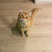 Ciggy is registered to the contest to win money with this photo: cat, ginger_cat, feline, pet, indoor, wood_floor, whiskers, ears, tail, paws, curious, looking_up, portrait, domestic_animal, flooring, baseboard, lighting, kitten_like, fluffy, cute