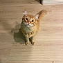cat, ginger_cat, feline, pet, indoor, wood_floor, whiskers, ears, tail, paws, curious, looking_up, portrait, domestic_animal, flooring, baseboard, lighting, kitten_like, fluffy, cute