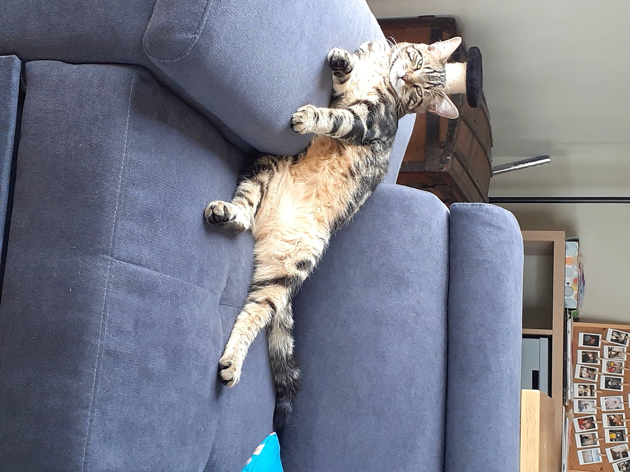 Nacho a rejoint le concours — aidez-le/la à gagner de superbes lots ! boot, car_seat, carnivore, cat, comfort, couch, domestic_short_haired_cat, felidae, fur, grey, human_leg, linens, nap, room, small_to_medium_sized_cats, tail, textile, thigh, whiskers, wood