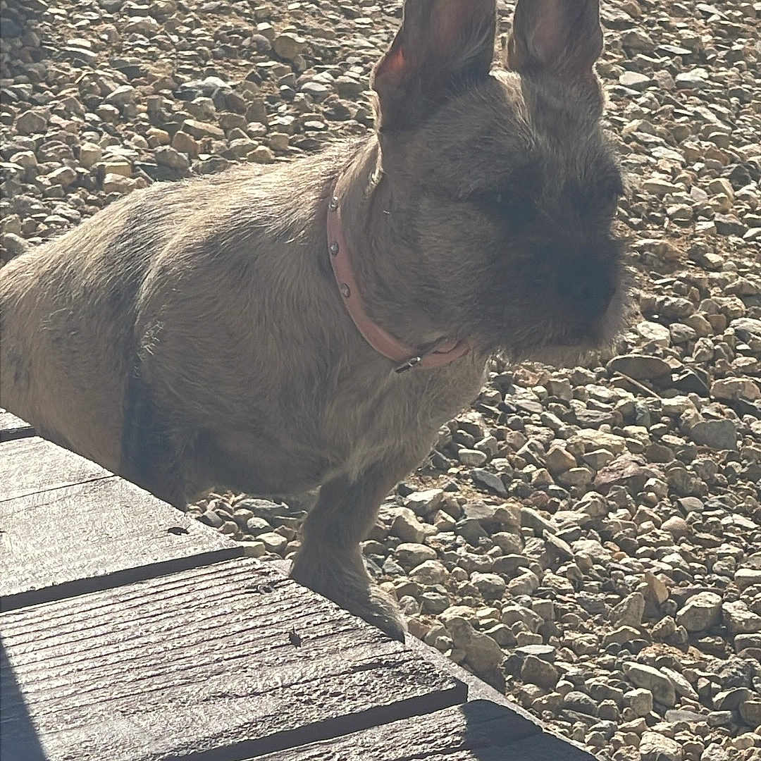 Mitzi is registered to the contest to win money with this photo: accessories, animal, bostonbull, bulldog, canine, chihuahua, collar, dog, frenchbulldog, leash, path, pebble, pet, puppy, road, rock, slate, soil, strap, terrier