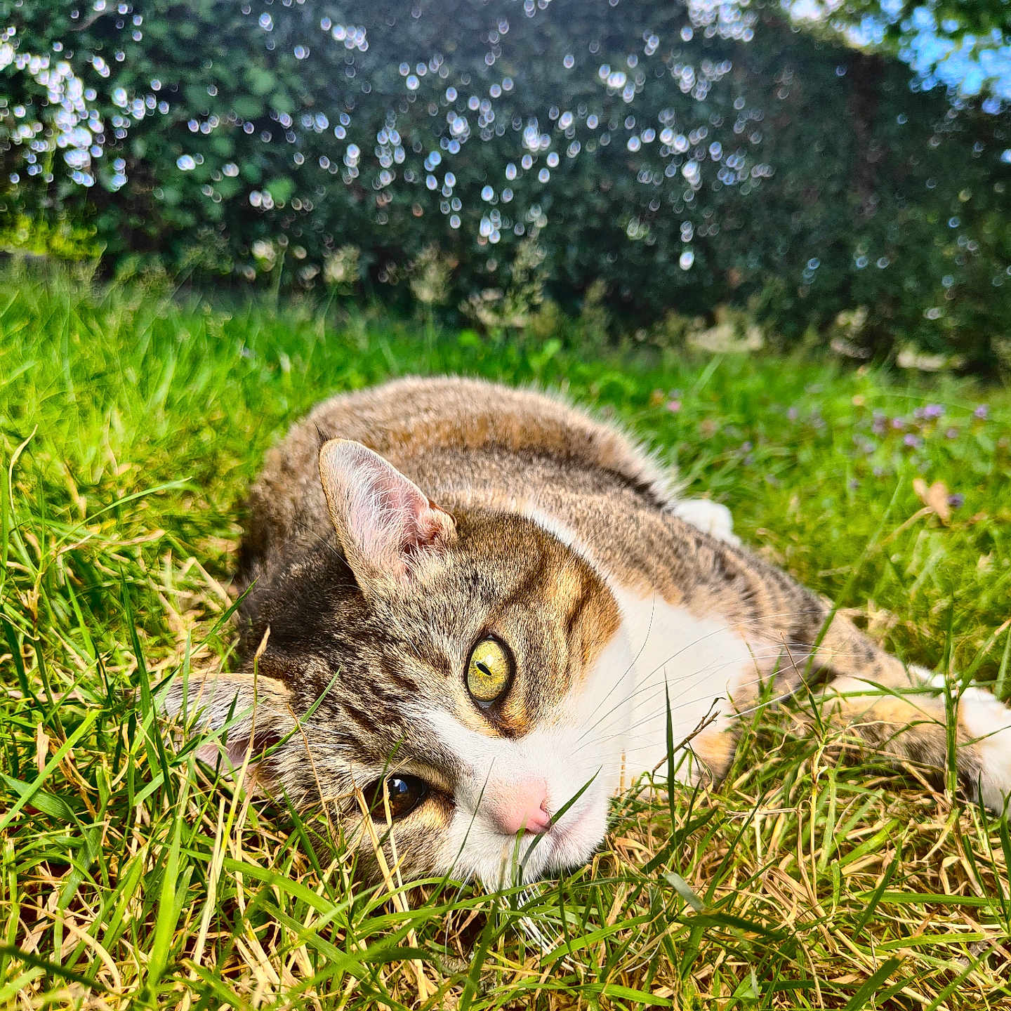 Arya participe au concours pour gagner de l'argent avec cette photo : abyssinian, animal, cat, countryside, field, grass, grassland, green, herbal, herbs, kitten, lawn, manx, meadow, nature, outdoors, pet, plant, tree, vegetation