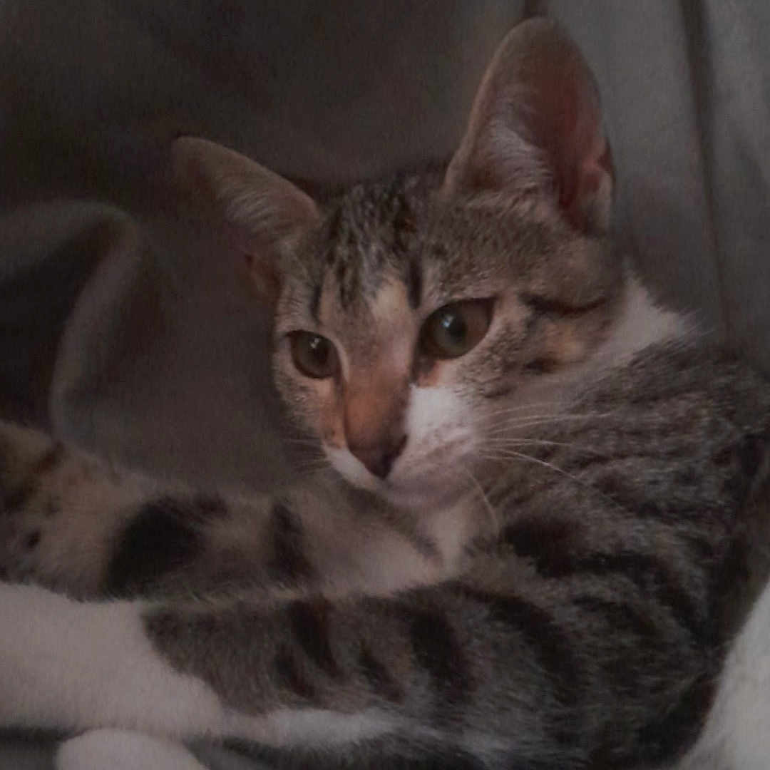 Plume participe au concours pour gagner de l'argent avec cette photo : cat, kitten, tabby, pet, animal, feline, sleeping, lying_down, curled_up, blanket, cozy, indoors, portrait, close_up, whiskers, ears, eyes, fur, striped, relaxed
