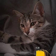Plume a rejoint le concours — aidez-le/la à gagner de superbes lots ! cat, tabby_cat, kitten, pet, animal, furry, striped, sleepy, lying_down, curled_up, indoors, blanket, soft_fabric, close_up, portrait, dark_lighting, cozy, cartoon_sticker, sunglasses, timestamp