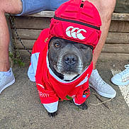 Oxo participe au concours pour gagner de l'argent avec cette photo : animal, bench, casual_clothing, concrete, costume, cute, dog, footwear, grass, helmet, jersey, legs, outdoor, person, pet, red_clothing, shoes, sitting, sportswear, winking
