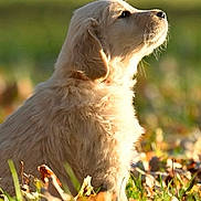 Piper joined the competition — help win amazing prizes! puppy, dog, golden_retriever, grass, autumn, leaves, sunlight, outdoor, nature, animal, cute, fluffy, pet, young_dog, profile, side_view, sitting, warm_light, serene, field