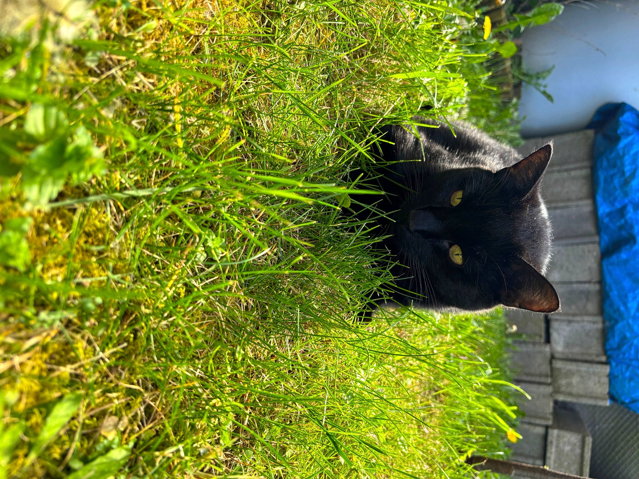 Panthère a rejoint le concours — aidez-le/la à gagner de superbes lots ! annual_plant, black_cat, bombay, carnivore, cat, domestic_short_haired_cat, felidae, fur, garden, grass, groundcover, herb, herbaceous_plant, plant, shrub, small_to_medium_sized_cats, tail, tree, whiskers, window