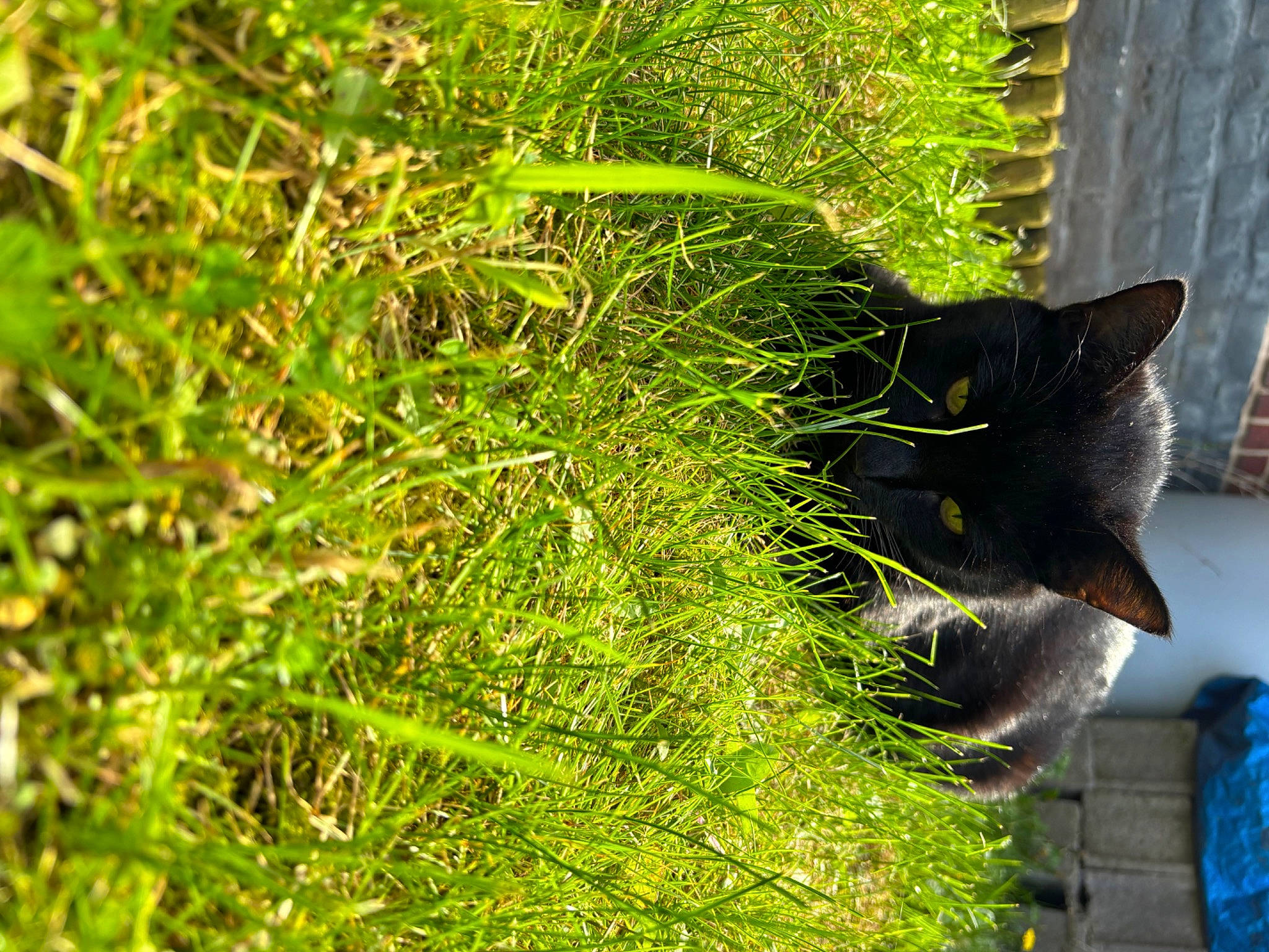 Panthère participe au concours pour gagner de l'argent avec cette photo : carnivore, cat, domestic_short_haired_cat, evergreen, felidae, fur, grass, grass_family, groundcover, herb, plant, shadow, shrub, small_to_medium_sized_cats, tail, terrestrial_plant, tints_and_shades, tree, whiskers, window