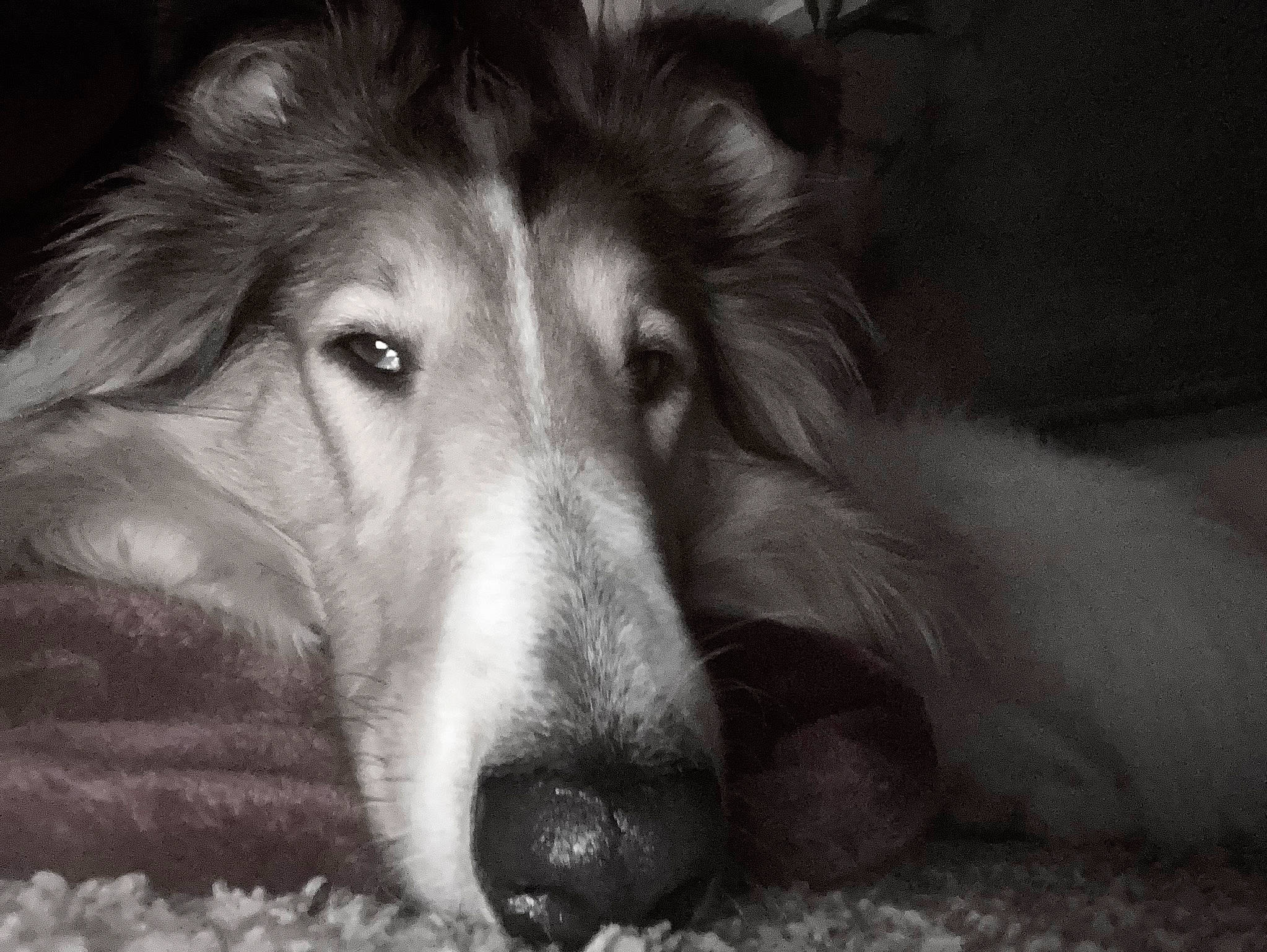 Dude joined the competition — help win amazing prizes! ancient_dog_breeds, bored, canidae, carnivore, companion_dog, darkness, dog, dog_breed, forest, fur, grass, monochrome, monochrome_photography, snout, sporting_group, terrestrial_animal, whiskers, wildlife, working_dog