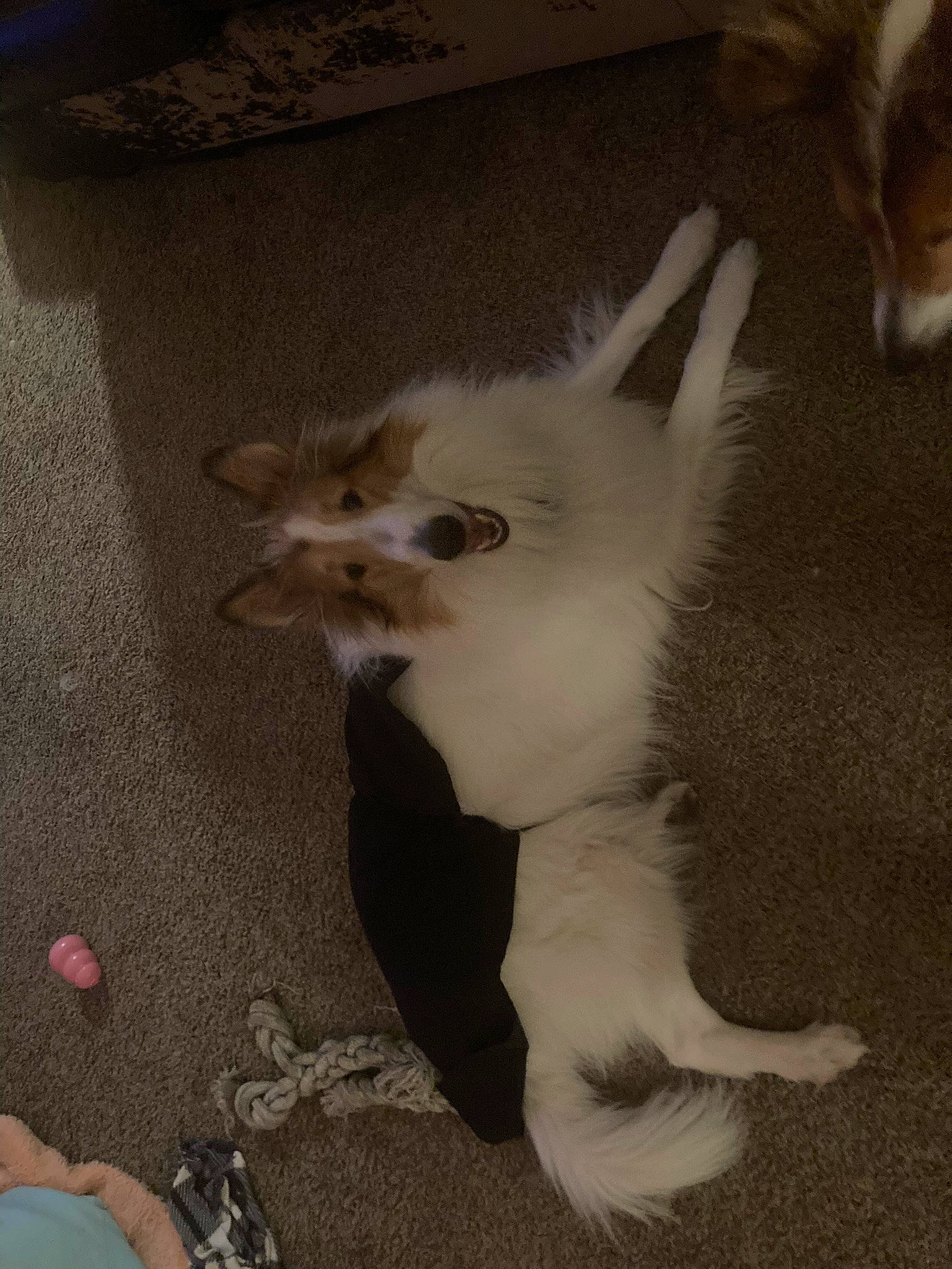 Dude joined the competition — help win amazing prizes! balinese, cat, claw, companion_dog, dog_breed, felidae, flooring, foot, fur, paw, small_to_medium_sized_cats, tail, terrestrial_animal, toy_dog, whiskers