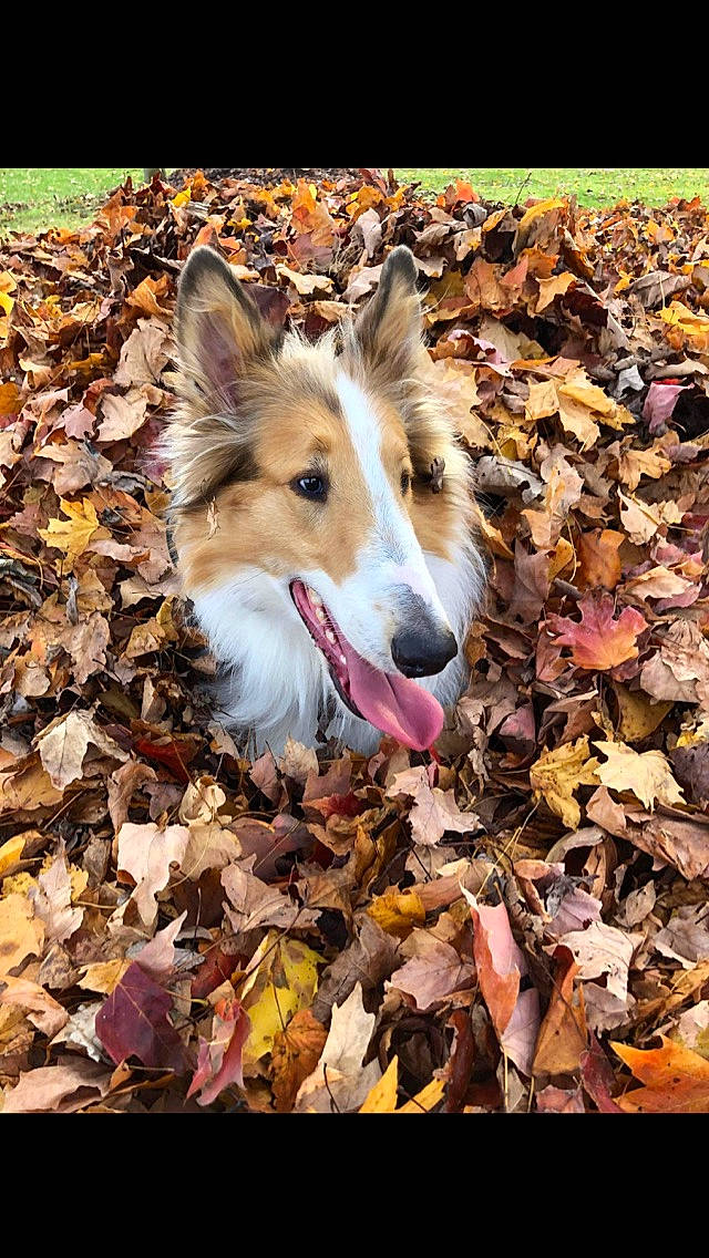 Dude is registered to the contest to win money with this photo: autumn, beauty, canidae, carnivore, companion_dog, deciduous, dog, dog_breed, fur, grass, natural_landscape, plant, snout, soil, sporting_group, terrestrial_animal, tints_and_shades, wood, working_dog