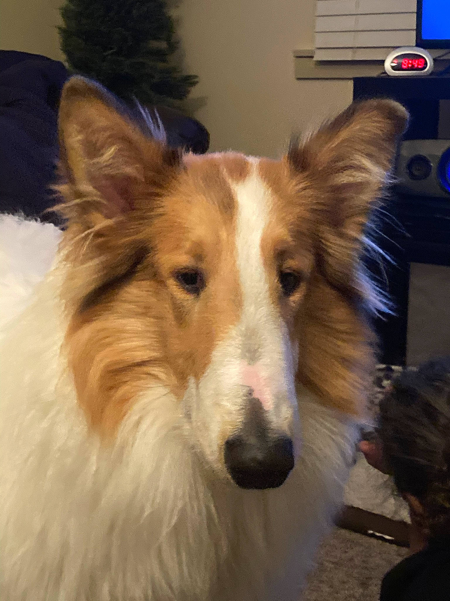 Dude is registered to the contest to win money with this photo: ancient_dog_breeds, canidae, carnivore, collie, companion_dog, dog, dog_breed, fur, herding_dog, plant, rough_collie, scotch_collie, snout, sporting_group, terrestrial_animal, whiskers, window, working_animal, working_dog