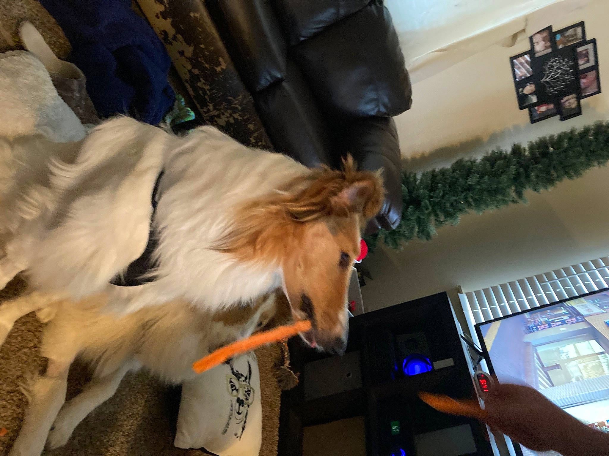 Haley joined the competition — help win amazing prizes! canidae, carnivore, collar, companion_dog, dog, dog_breed, dog_collar, dog_supply, fawn, feather, fun, fur, houseplant, leash, pet_supply, scotch_collie, snout, sporting_group, tail, wing