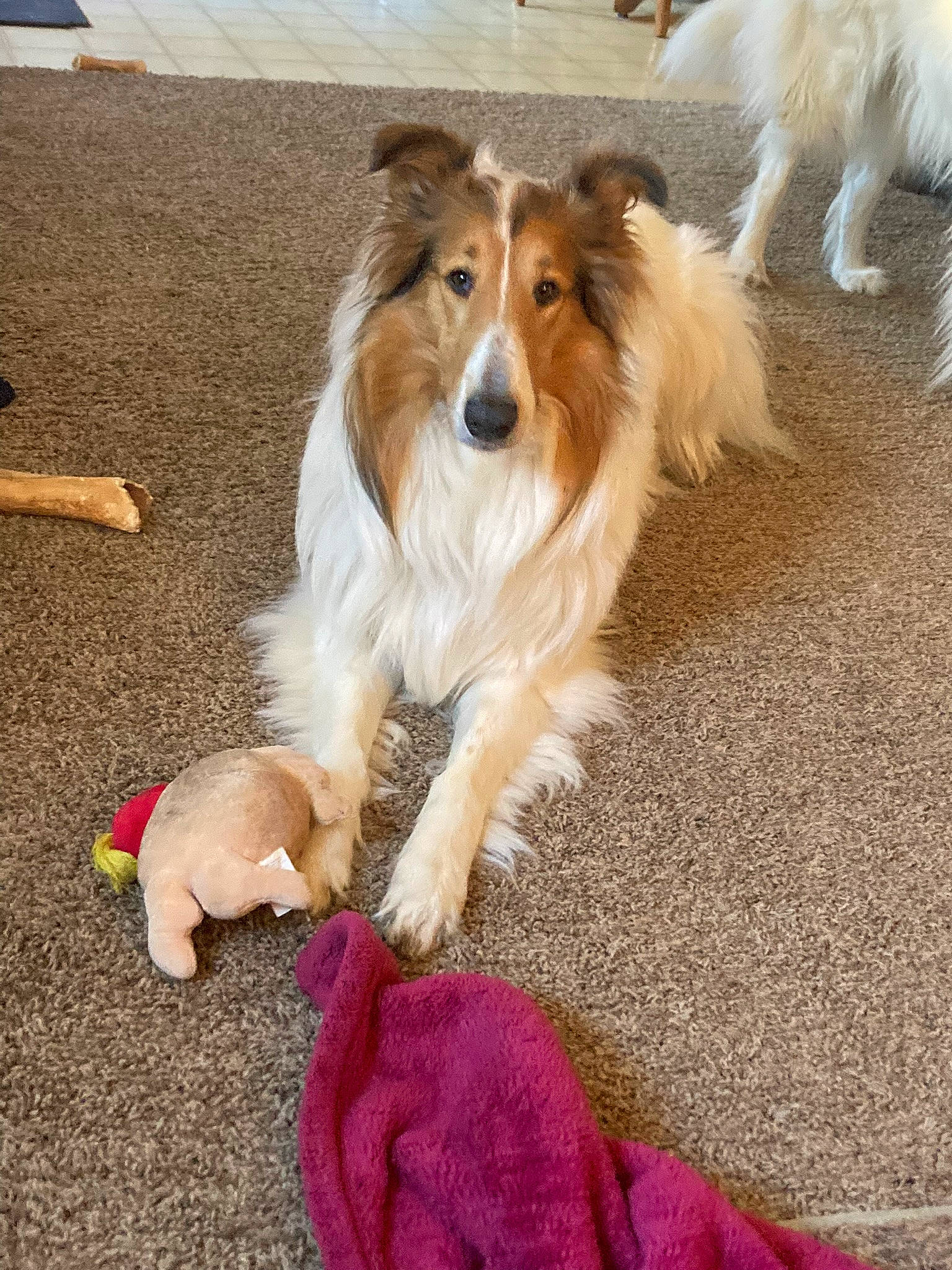 Haley joined the competition — help win amazing prizes! ancient_dog_breeds, canidae, carnivore, collie, companion_dog, dog, dog_breed, dog_supply, fawn, flooring, fur, herding_dog, paw, rough_collie, scotch_collie, shetland_sheepdog, tail, toy_dog, working_dog