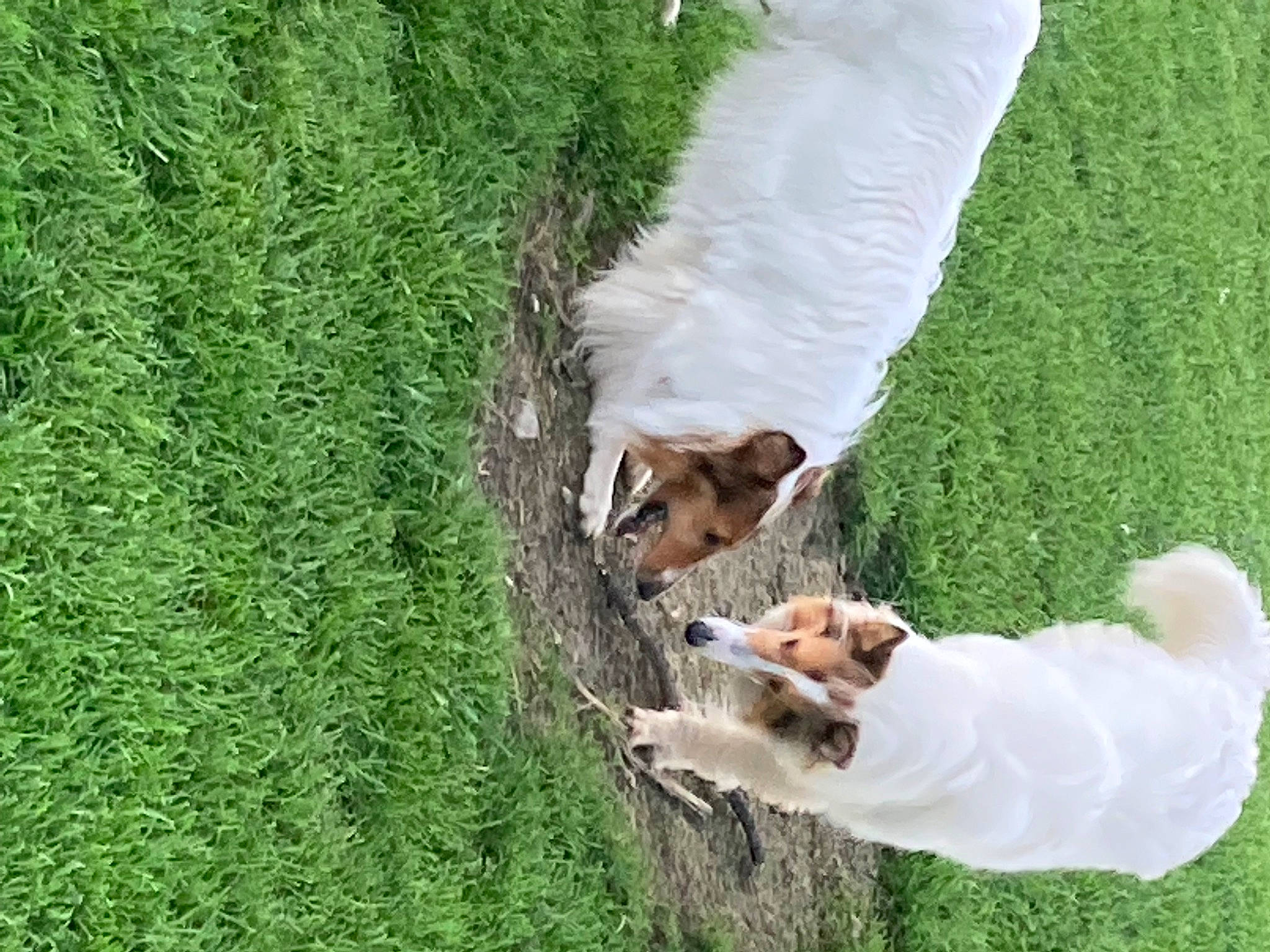 Thepups joined the competition — help win amazing prizes! carnivore, companion_dog, dog, dog_breed, fawn, fun, grass, grass_family, green, groundcover, happy, human_leg, lawn, leg, leisure, people_in_nature, plant, sporting_group, tail, terrier