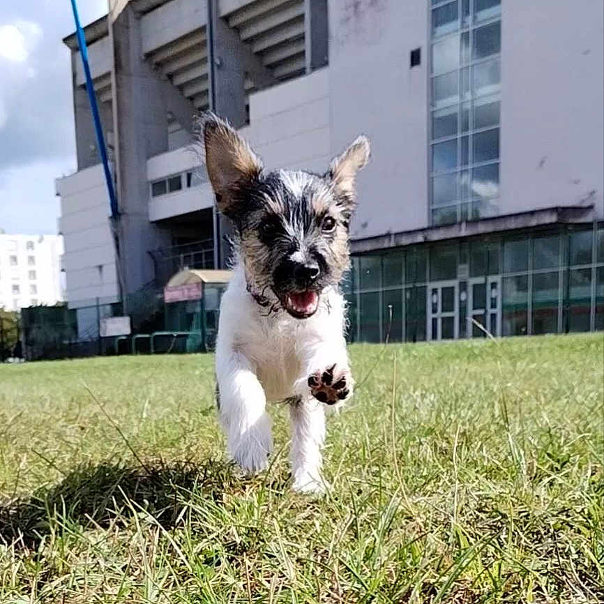 Violette a rejoint le concours — aidez-le/la à gagner de superbes lots ! animal, architecture, building, canine, city, condo, dog, field, grass, housing, indoors, interiordesign, lawn, nature, officebuilding, outdoors, pet, plant, puppy, shelter