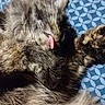 Raya joined the competition — help win amazing prizes! animal, blue_blanket, cat, close_up, cozy, curled_up, fluffy, funny, fur, grooming, indoors, kitten, patterned_fabric, pet, portrait, relaxed, sleeping, tongue, tortoiseshell, whiskers