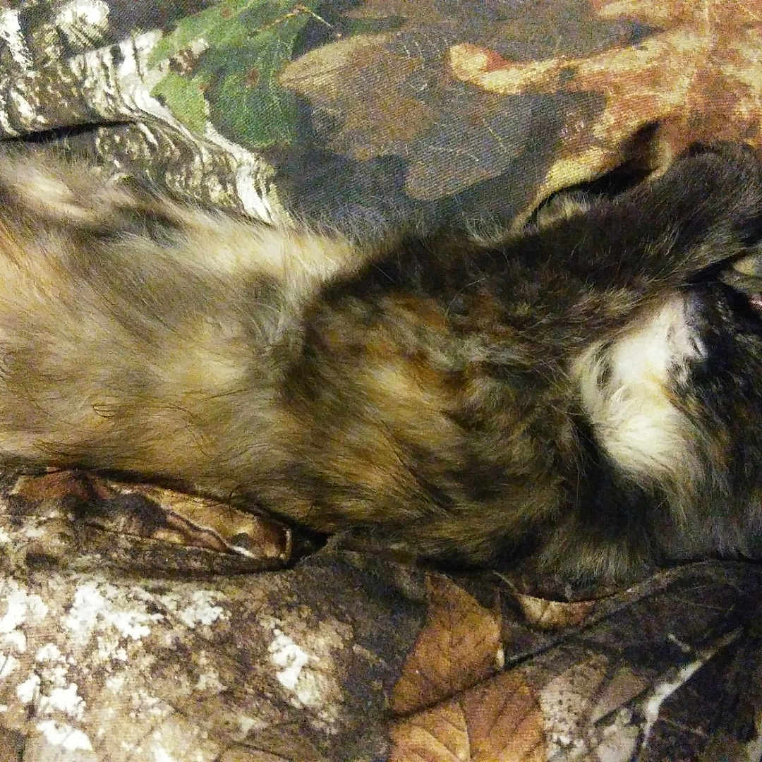 Raya is registered to the contest to win money with this photo: cat, feline, sleeping, resting, fur, animal, pet, camouflage, blanket, pattern, leaves, cozy, indoor, relaxed, nature, brown, black, white, stretching, comfort