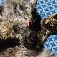 Raya is registered to the contest to win money with this photo: animal, blue_blanket, cat, close_up, cozy, curled_up, cute, fluffy, funny, fur, grooming, indoors, kitten, long_hair, patterned_fabric, pet, portrait, relaxed, sleeping, tongue