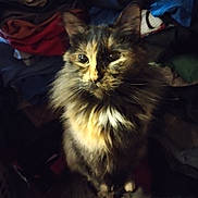 Zeta is registered to the contest to win money with this photo: animal, cat, closeup, clothes, curious, domestic, eyes, feline, fluffy, fur, indoor, pet, pile, portrait, sitting, soft_light, tail, tortoiseshell, warm, whiskers