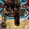 accessory, animal, blue, brown, cat, cozy, cute, domestic, fabric, feline, fur, handbag, indoor, pattern, paws, pet, relaxation, resting, sleeping, tortoiseshell