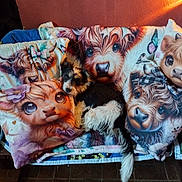 Gypsy joined the competition — help win amazing prizes! dog, animal, pillow, blanket, couch, indoor, colorful, cartoon, artwork, cute, small_dog, fur, resting, cozy, pattern, fabric, wall, orange_wall, lighting, home