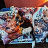 dog, animal, pillow, blanket, couch, indoor, colorful, cartoon, artwork, cute, small_dog, fur, resting, cozy, pattern, fabric, wall, orange_wall, lighting, home