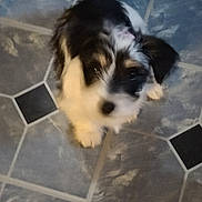 Gypsy is registered to the contest to win money with this photo: adorable, animal, black_and_white, blurred, canine, companion, cute, dog, domestic, floor, fluffy, friendly, fur, indoor, looking_up, pet, puppy, small, tile, young