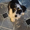 adorable, animal, black_and_white, blurred, canine, companion, cute, dog, domestic, floor, fluffy, friendly, fur, indoor, looking_up, pet, puppy, small, tile, young