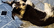 Gypsy joined the competition — help win amazing prizes! animal, black_and_white, canine, companion, curious, cute, dog, domestic, ears, floor, fur, indoor, looking_up, lying_down, pet, playful, plush_toy, relaxed, resting, tile_floor