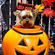 Nixie joined the competition — help win amazing prizes! autumn_leaves, background, black, bow, celebration, cute, decorations, dog, face, festive, halloween, holiday, indoors, jack_o_lantern, orange, pet, pumpkin, puppy, small_dog, spooky