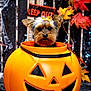 autumn_leaves, background, black, bow, celebration, cute, decorations, dog, face, festive, halloween, holiday, indoors, jack_o_lantern, orange, pet, pumpkin, puppy, small_dog, spooky