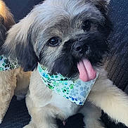 Lobito joined the competition — help win amazing prizes! adorable, animal, bandana, car_seat, closeup, companion, cute, dog, fluffy, friend, fur, indoors, paw_print, pet, pet_accessory, playful, puppy, sitting, tongue_out, young_dog
