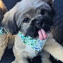 adorable, animal, bandana, car_seat, closeup, companion, cute, dog, fluffy, friend, fur, indoors, paw_print, pet, pet_accessory, playful, puppy, sitting, tongue_out, young_dog