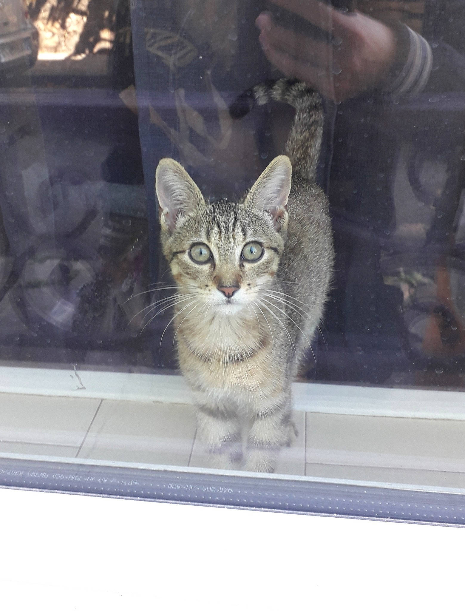 Brook participe au concours pour gagner de l'argent avec cette photo : automotive_exterior, automotive_tire, carnivore, cat, domestic_short_haired_cat, door, eye, felidae, fur, rectangle, sitting, small_to_medium_sized_cats, snout, tail, vehicle, vehicle_door, whiskers, wildlife, window, windshield