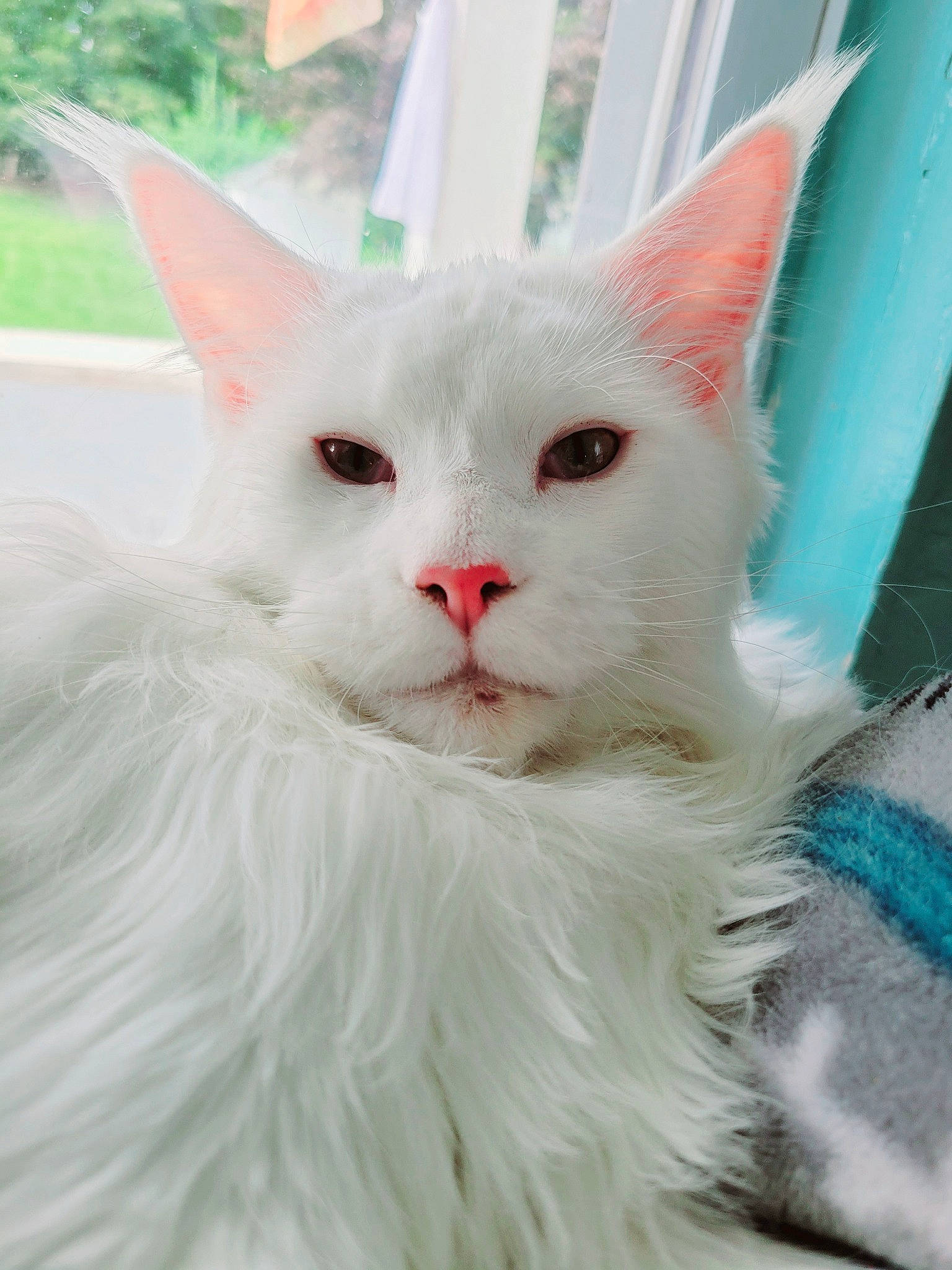 Cheddar joined the competition — help win amazing prizes! carnivore, cat, comfort, felidae, fur, plant, small_to_medium_sized_cats, snout, terrestrial_animal, vehicle_registration_plate, whiskers, window