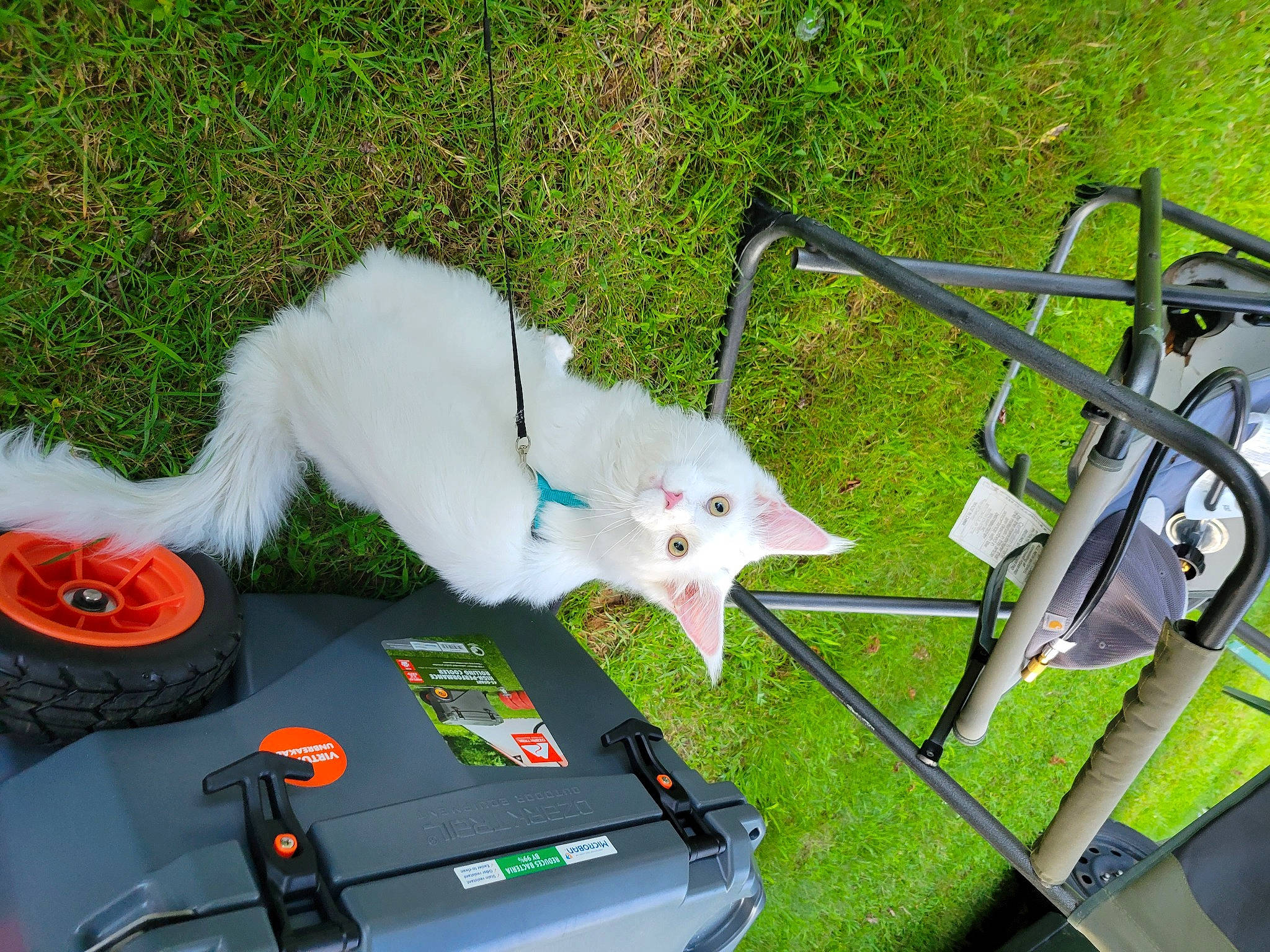 Cheddar joined the competition — help win amazing prizes! automotive_exterior, canidae, carnivore, companion_dog, dog, dog_breed, felidae, fur, gadget, grass, green, lawn, plant, small_to_medium_sized_cats, sporting_group, sports_equipment, tail, trunk, vehicle, whiskers