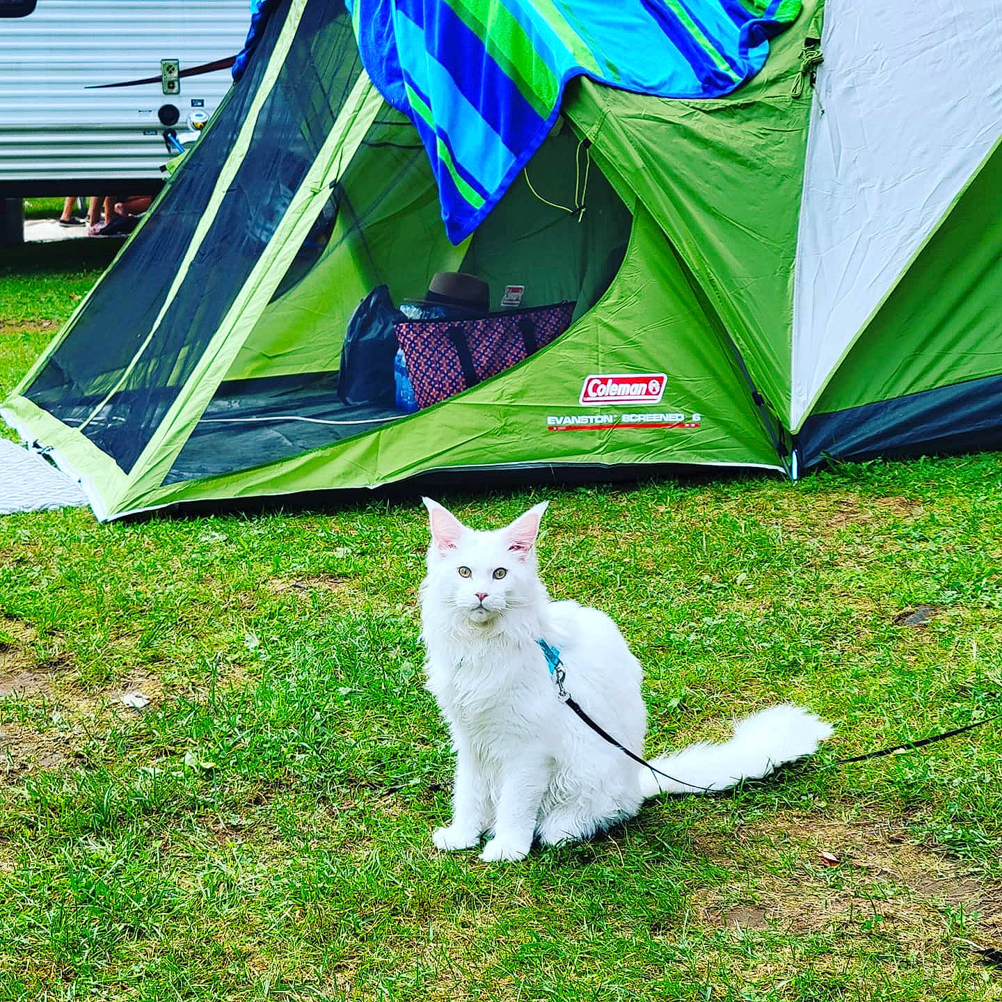 Cheddar is registered to the contest to win money with this photo: camping, carnivore, cat, chair, felidae, grass, grassland, green, lawn, leisure, plant, recreation, shade, small_to_medium_sized_cats, tail, tarpaulin, tent, tints_and_shades, tree, whiskers