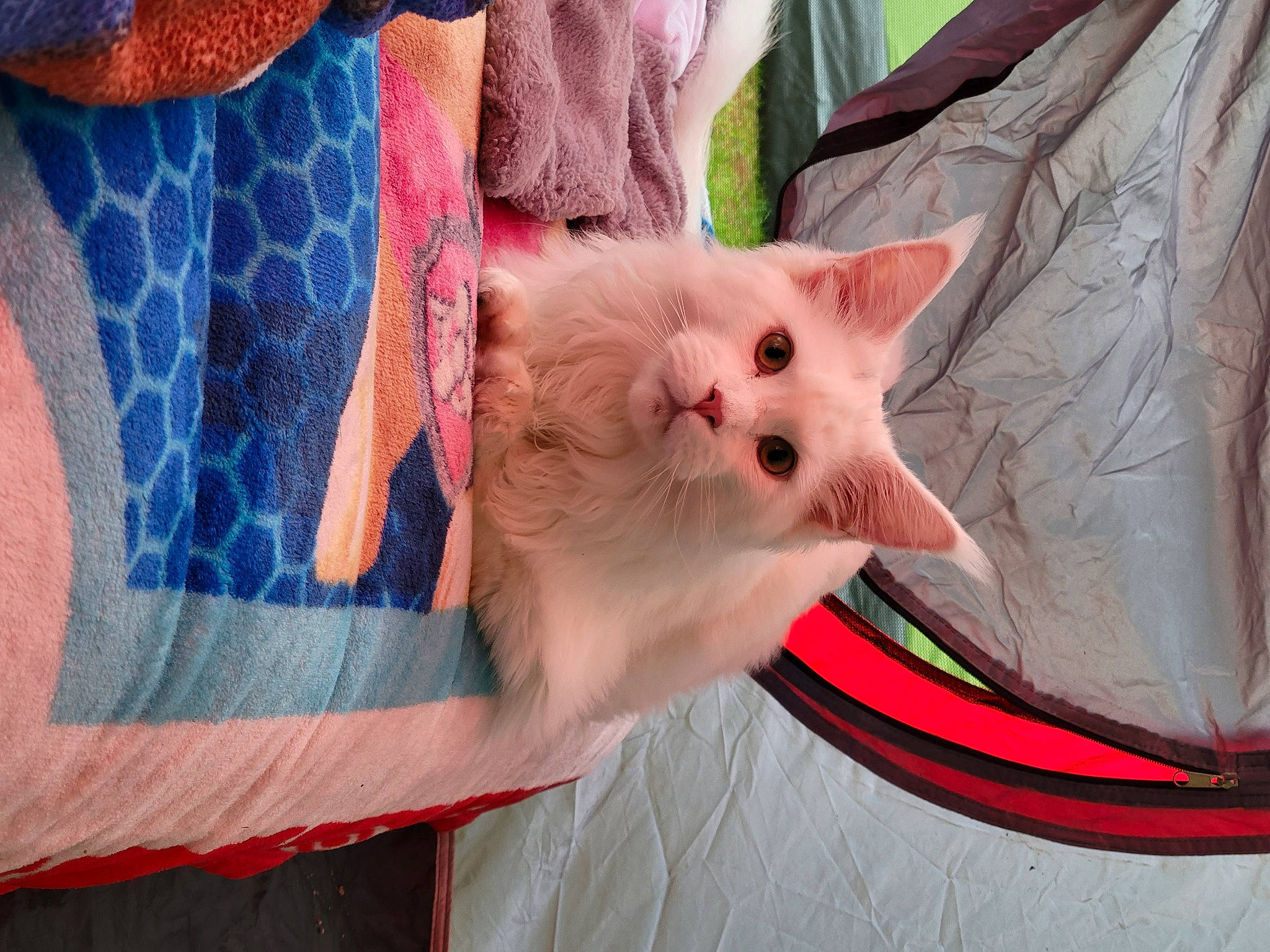 Cheddar is registered to the contest to win money with this photo: carnivore, cat, comfort, electric_blue, eyelash, fawn, felidae, fur, human_leg, leg, linens, pattern, peach, pink, sleeve, small_to_medium_sized_cats, snout, tail, textile, whiskers