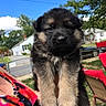 Matthias joined the competition — help win amazing prizes! puppy, dog, german_shepherd, fluffy, black_and_tan, young, animal, pet, cute, outdoor, sunny, grass, trees, sky, neighborhood, houses, cars, blanket, held, portrait