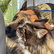 Matthias joined the competition — help win amazing prizes! cat, dog, pets, fluffy_cat, long_hair, brown_cat, black_cat, white_chest, whiskers, pointed_ears, shepherd_dog, brown_dog, animal_portrait, close_up, car_interior, car_seat, blanket, travel, companions, cute