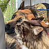 cat, dog, pets, fluffy_cat, long_hair, brown_cat, black_cat, white_chest, whiskers, pointed_ears, shepherd_dog, brown_dog, animal_portrait, close_up, car_interior, car_seat, blanket, travel, companions, cute