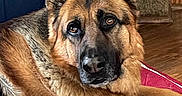 Matthias joined the competition — help win amazing prizes! alert, animal, black_mask, blanket, brown_fur, canine, close_up, couch, dog, fireplace, german_shepherd, home, indoor, large_dog, lying_down, pet, pointed_ears, portrait, relaxed, wood_floor