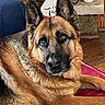 alert, animal, black_mask, blanket, brown_fur, canine, close_up, couch, dog, fireplace, german_shepherd, home, indoor, large_dog, lying_down, pet, pointed_ears, portrait, relaxed, wood_floor