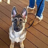 Matthias joined the competition — help win amazing prizes! dog, puppy, german_shepherd, mixed_breed, sitting, leash, pet, animal, outdoor, wooden_deck, person, jeans, boots, portrait, upright_ears, fur, black_and_tan, white_chest, sunlight, home_exterior