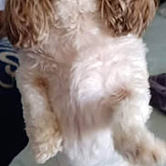 Zoei is registered to the contest to win money with this photo: dog, pet, curly_ears, fluffy, indoor, furry, cute, animal, standing, front_legs_up, tongue_out, companion, domestic, mammal, closeup, white_fur, brown_ears, bed, soft_surface, blurred