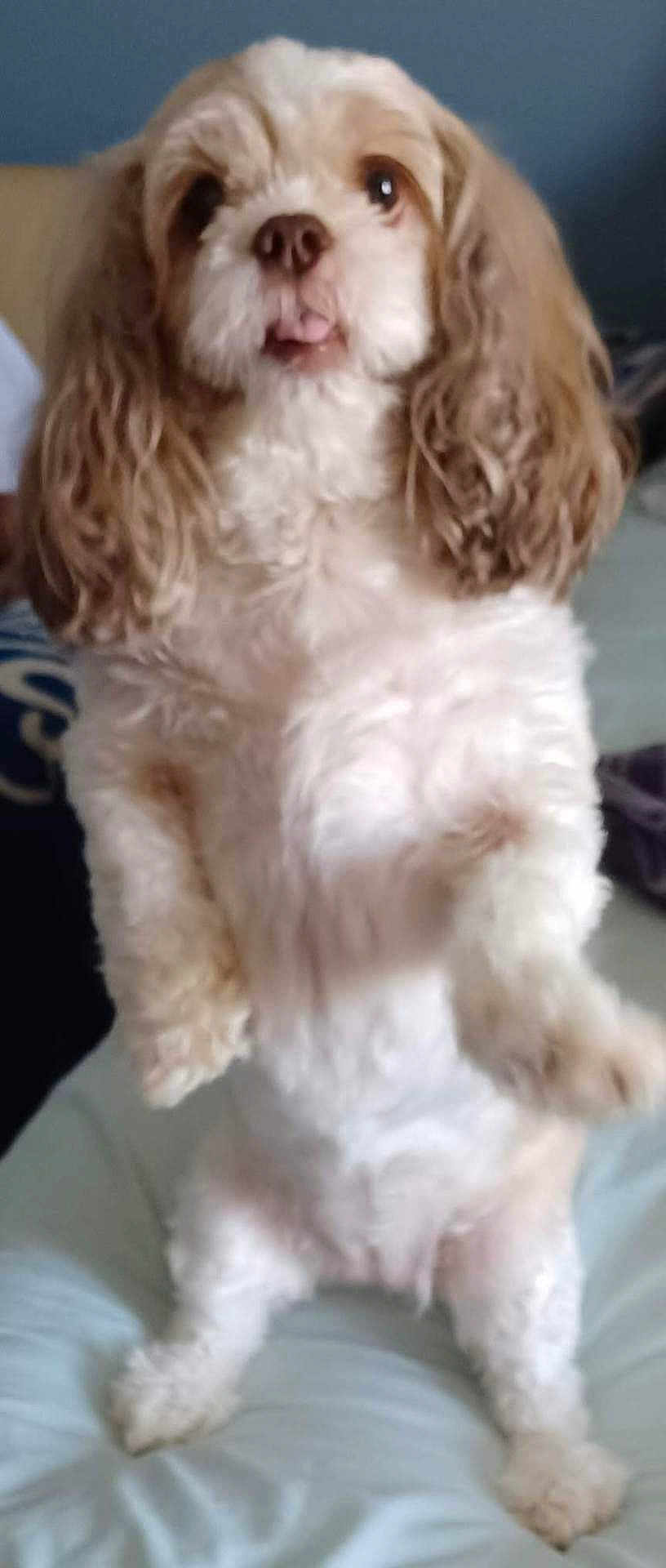 Zoei is registered to the contest to win money with this photo: dog, pet, curly_ears, fluffy, indoor, furry, cute, animal, standing, front_legs_up, tongue_out, companion, domestic, mammal, closeup, white_fur, brown_ears, bed, soft_surface, blurred