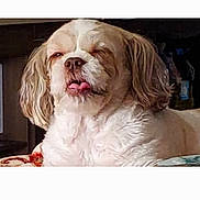 Zoei Sainz is registered to the contest to win money with this photo: adorable, animal, close_up, companion, cute, dog, domestic, expression, face, fluffy, furry, household, indoor, long_ears, lying_down, mammal, pet, relaxed, tongue_out, white
