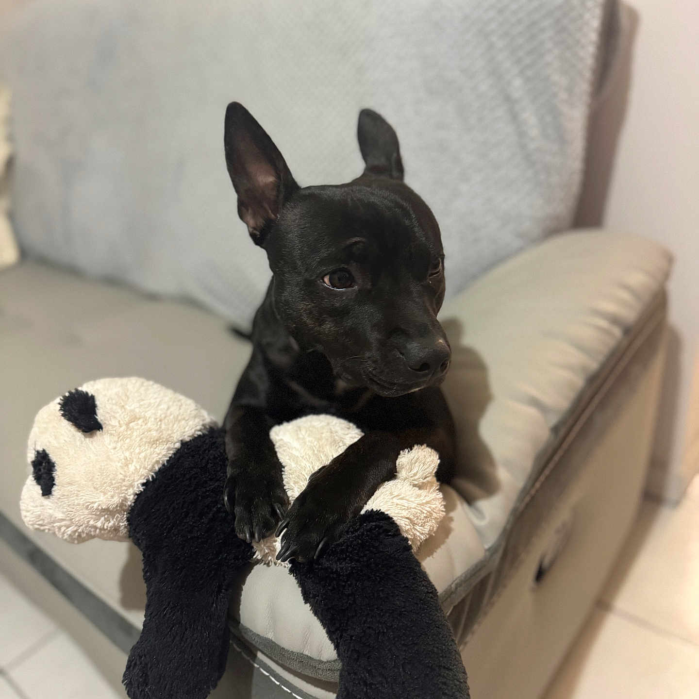 Taycan a rejoint le concours — aidez-le/la à gagner de superbes lots ! dog, black_dog, plush_toy, panda_toy, couch, sofa, blanket, indoor, pet, animal, fur, ears, paw, toy, relaxed, companion, home, floor, tile, cute