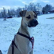 Tyson participe au concours pour gagner de l'argent avec cette photo : dog, canine, snow, winter, outdoor, leash, harness, field, trees, parked_cars, cold, animal, pet, sitting, fur, nature, daylight, sky, grass, quiet